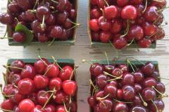 Lavagnino Orchard's Cherry Stand